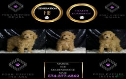 Mini Goldendoodle dogs for sale: Marvel - Image 4