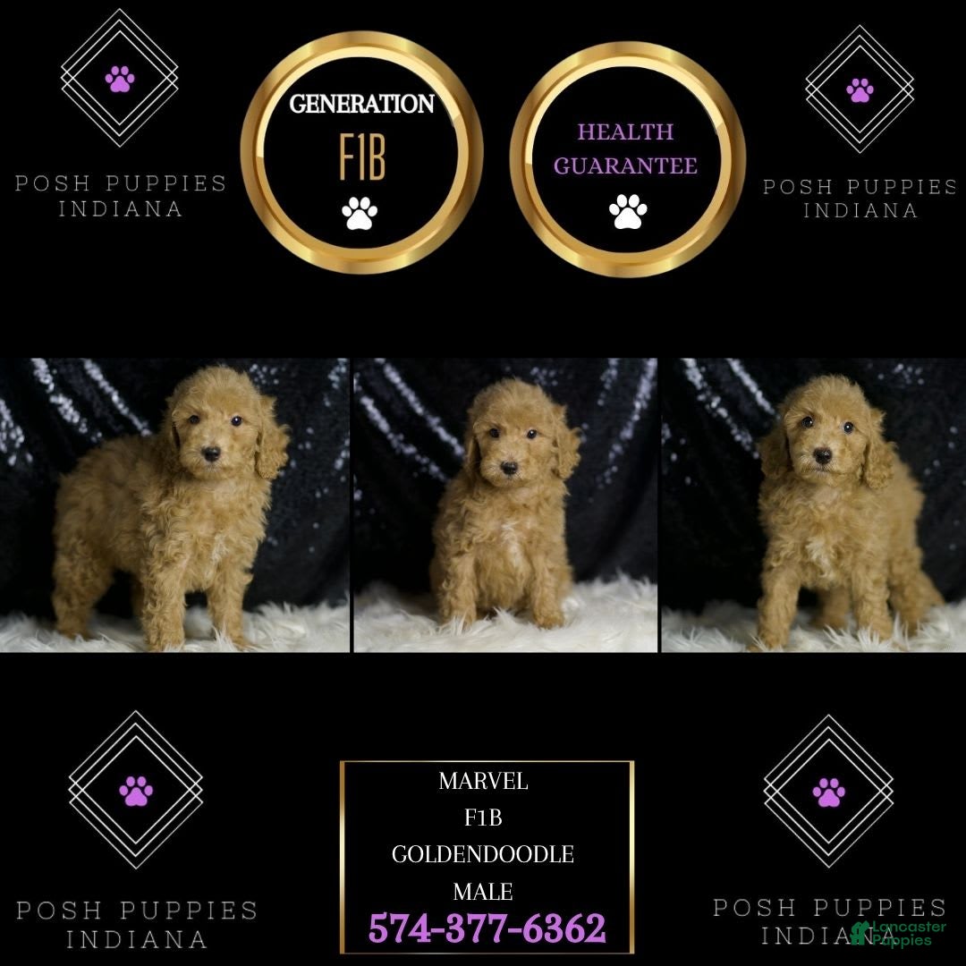 Mini Goldendoodle dogs for sale: Marvel - Image 4