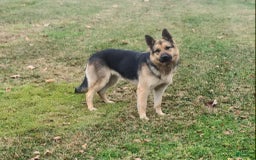 German Shepherd dogs for sale: Libby - Image 7