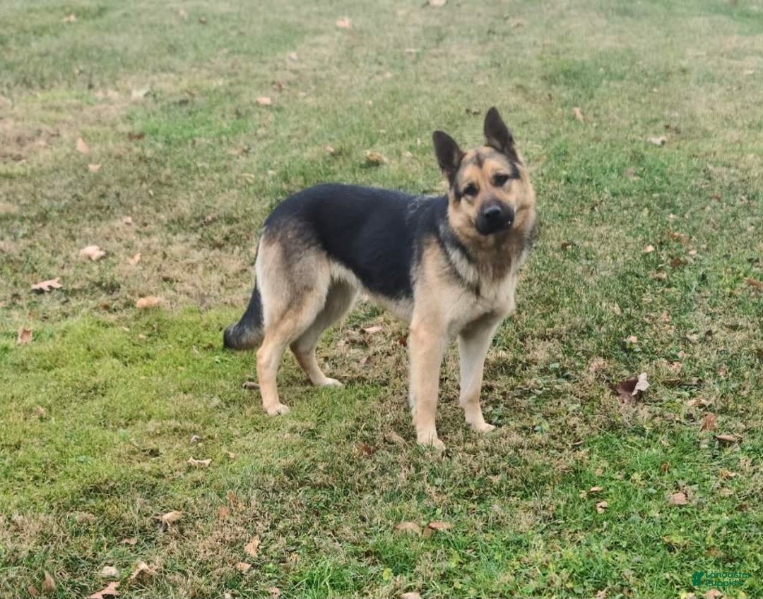 German Shepherd dogs for sale: Libby - Image 7