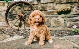 Cavapoo dogs for sale: Leia - Image 6