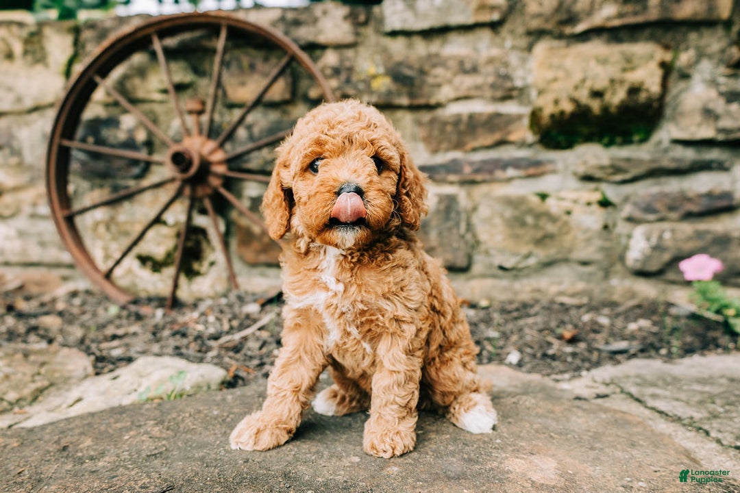 Cavapoo dogs for sale: Leia - Image 6