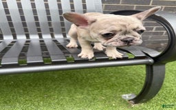 French Bulldog dogs for sale: Dior - Image 6
