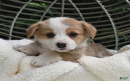 Welsh Corgi Pembroke dogs for sale: Aspen - Image 10