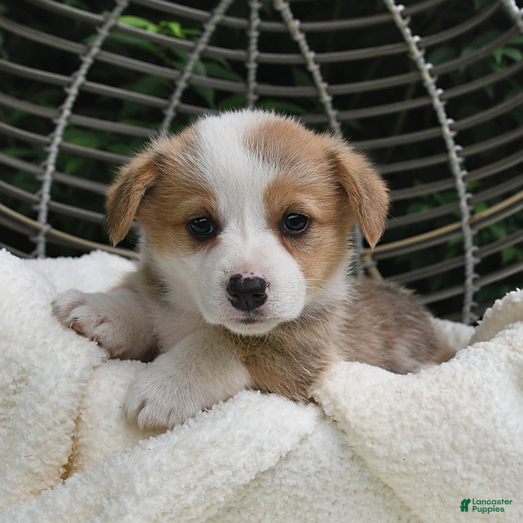 Welsh Corgi Pembroke dogs for sale: Aspen - Image 10