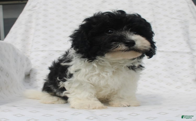 Maltipoo dogs for sale - Ad 4