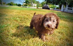 Havapoo dogs for sale: Harmony - Image 15