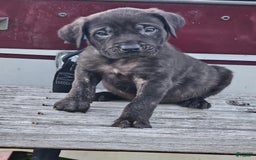 English Mastiff dogs for sale: Jax - Image 1