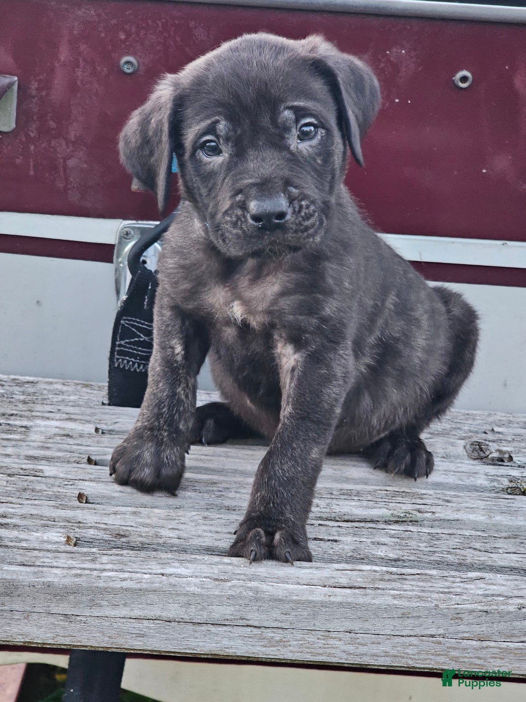 English Mastiff dogs for sale: Jax - Image 1