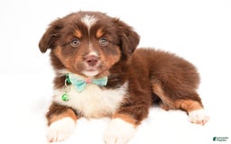 Miniature Australian Shepherd dogs for sale: Tasha - Image 3