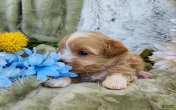 Shihpoo dogs for sale: Aspen - Image 8