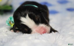 Bernese Mountain Dog dogs for sale: Cherrio - Image 18