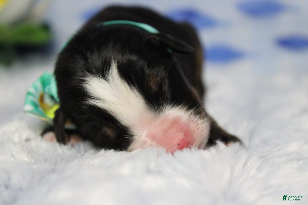 Bernese Mountain Dog dogs for sale: Cherrio - Image 18