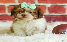 Shih Tzu dogs for sale: Rusty - Image 3