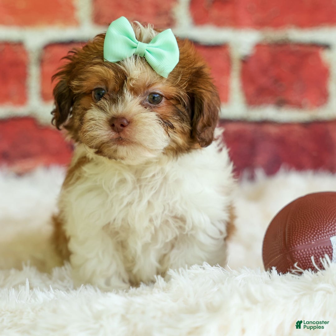 Shih Tzu dogs for sale: Rusty - Image 3