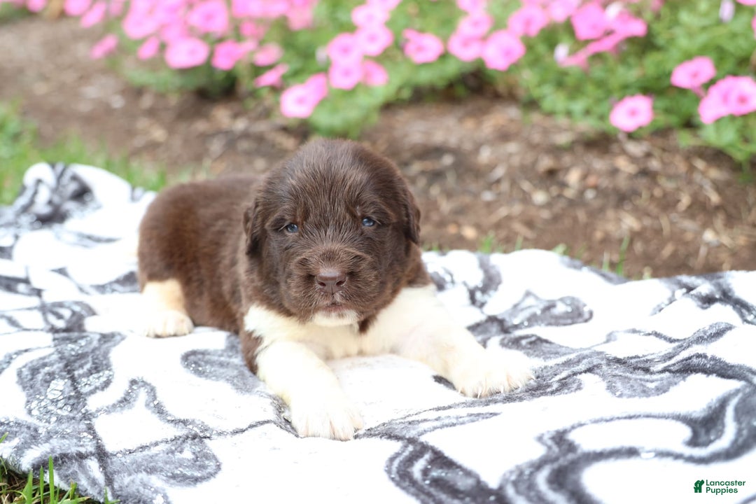 Newfoundland dogs for sale: Bruno - Image 2