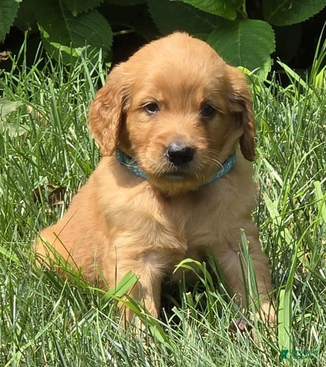 Goldendoodle dogs for sale: Raine - Image 5