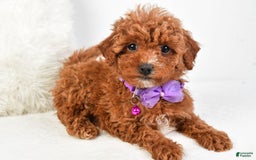 Cavapoo dogs for sale: Glory - Image 10
