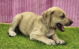 Catahoula Leopard Dog dogs for sale: Duchess 2025 Female 2 - Image 10