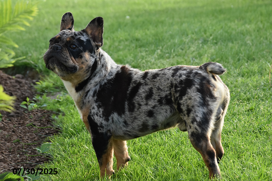 French Bulldog dogs for sale: Kristi - Image 5