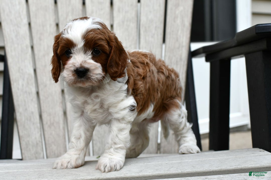 Cavapoo dogs for sale: Mia - Image 7