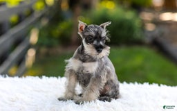 Miniature Schnauzer dogs for sale: Ace - Image 9