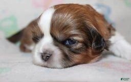 Shih Tzu dogs for sale: Anya Boy 3 - Image 2