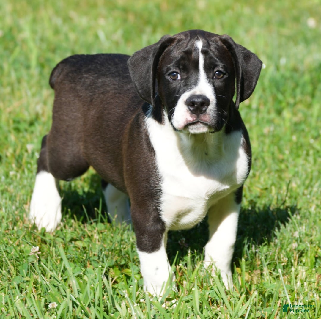 Beabull dogs for sale: Aaron - Image 10