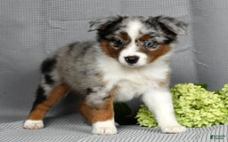 Miniature Australian Shepherd dogs for sale: Avery - Image 3