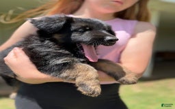 German Shepherd dogs for sale: Female - Image 3