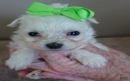 Maltipoo dogs for sale: Beans - Image 6