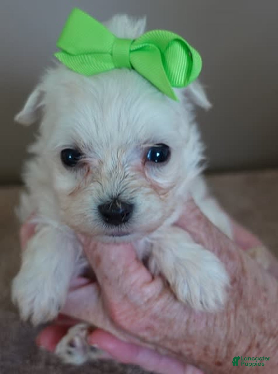 Maltipoo dogs for sale: Beans - Image 6