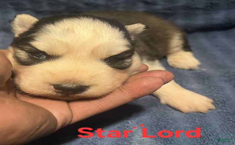 Siberian Husky dogs for sale - Ad 5