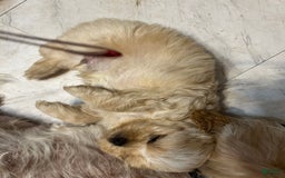 Shih Tzu dogs for sale: Lucy - Image 1