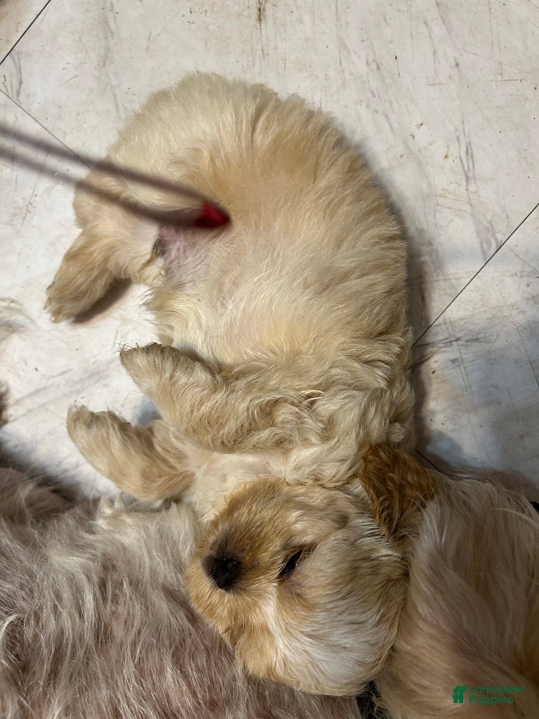 Shih Tzu dogs for sale: Lucy - Image 1
