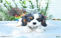 Cavalier King Charles Spaniel dogs for sale: Lilly - Image 6