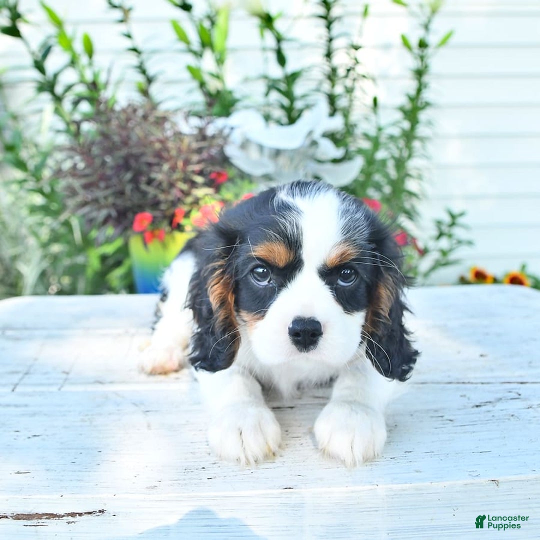 Cavalier King Charles Spaniel dogs for sale: Lilly - Image 6