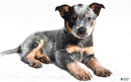 Australian Cattle Dog dogs for sale: Trixie - Image 1