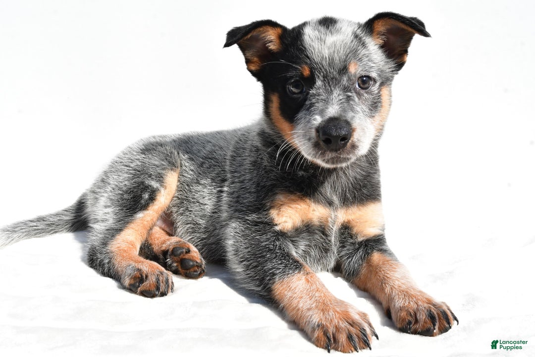 Australian Cattle Dog dogs for sale: Trixie - Image 1