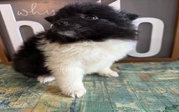 Pomeranian dogs for sale: Abby - Image 12