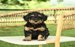 Mini Bernedoodle dogs for sale: Hailey - Image 1