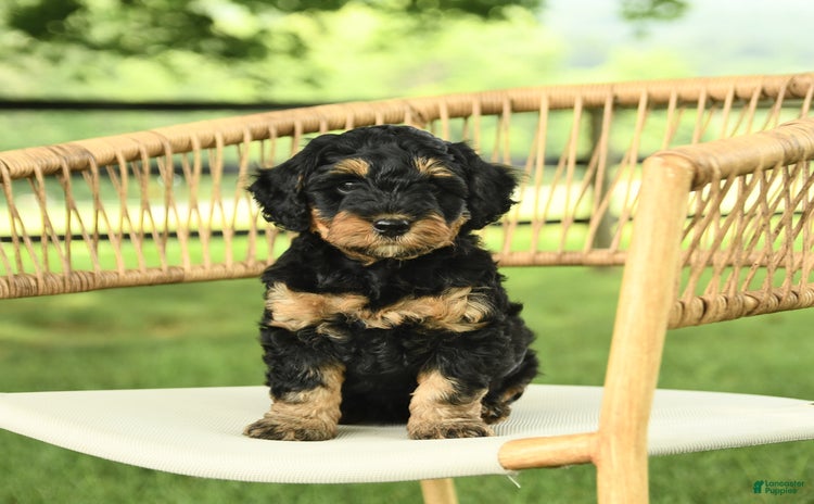 Mini Bernedoodle dogs for sale - Ad 1