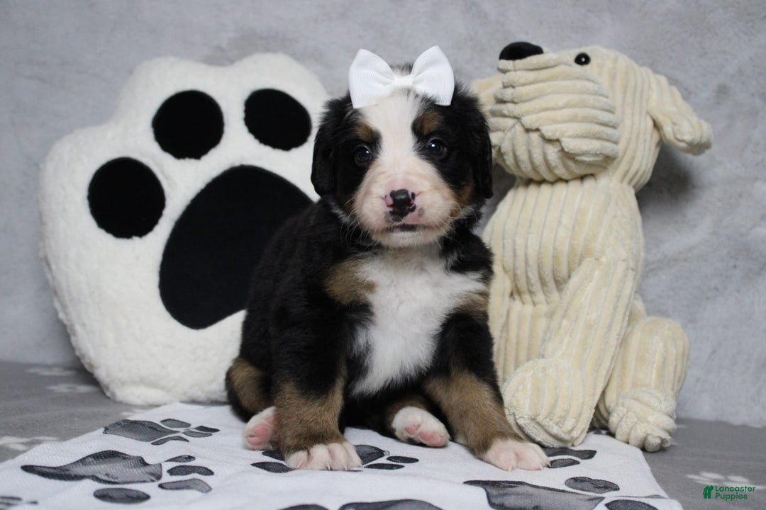 Bernese Mountain Dog dogs for sale: Pebbles - Image 16
