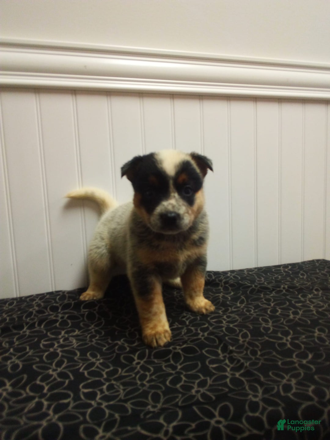 Australian Cattle Dog dogs for sale: Autumn - Image 2