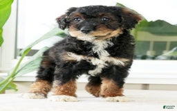 Miniature Poodle dogs for sale: Kammy - Image 2