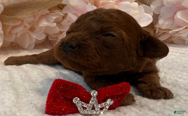 Toy Poodle dogs for sale - Ad 1