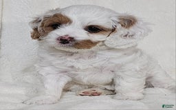 Cavapoo dogs for sale: Milkyway - Image 14
