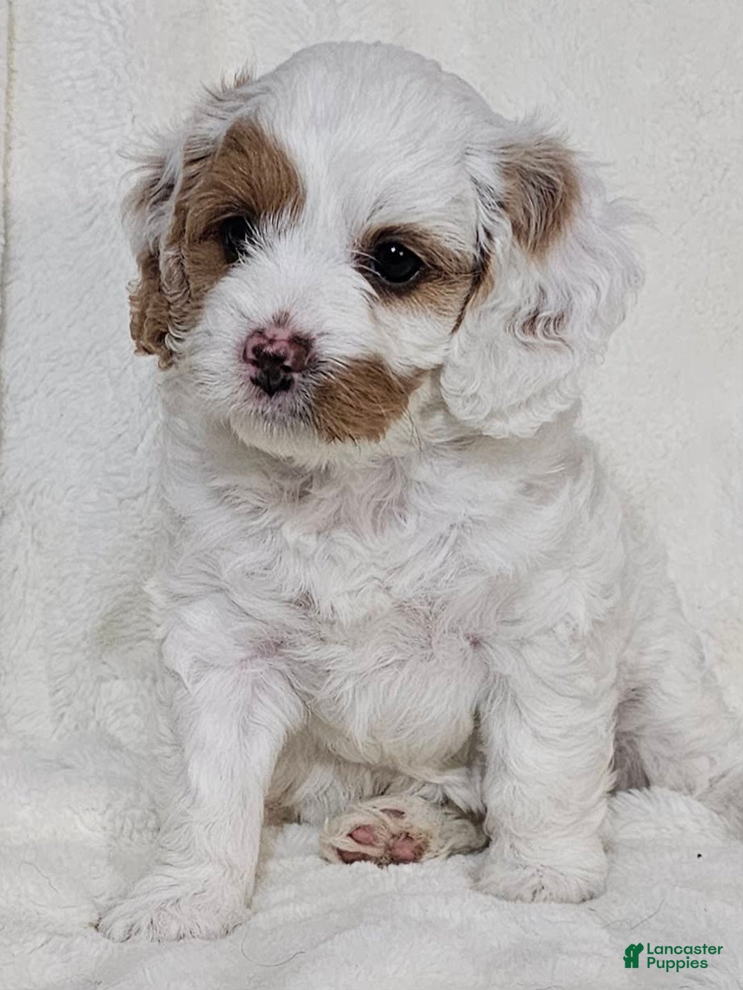Cavapoo dogs for sale: Milkyway - Image 14