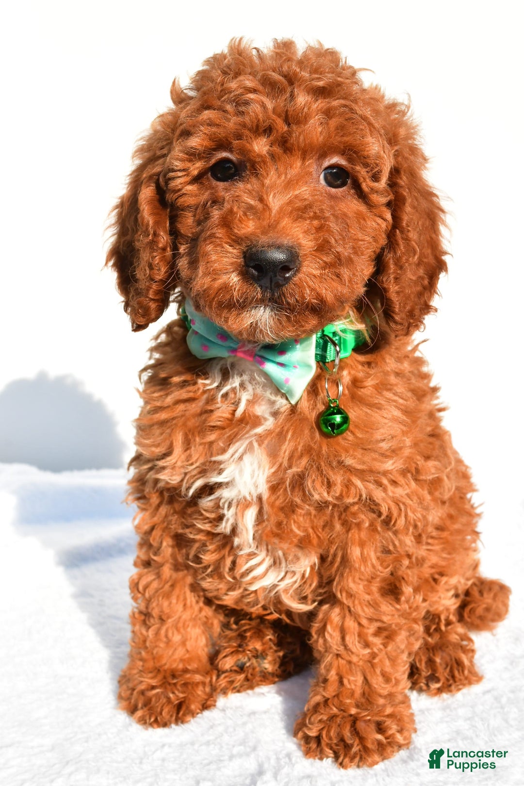 Miniature Poodle dogs for sale: Ozzy - Image 6