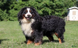 Bernese Mountain Dog dogs for sale: Champ - Image 12